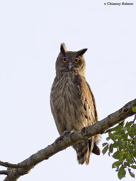 Dusky Eagle-Owl - Chinmay Rahane