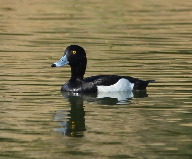 Tufted Duck - ML378347181