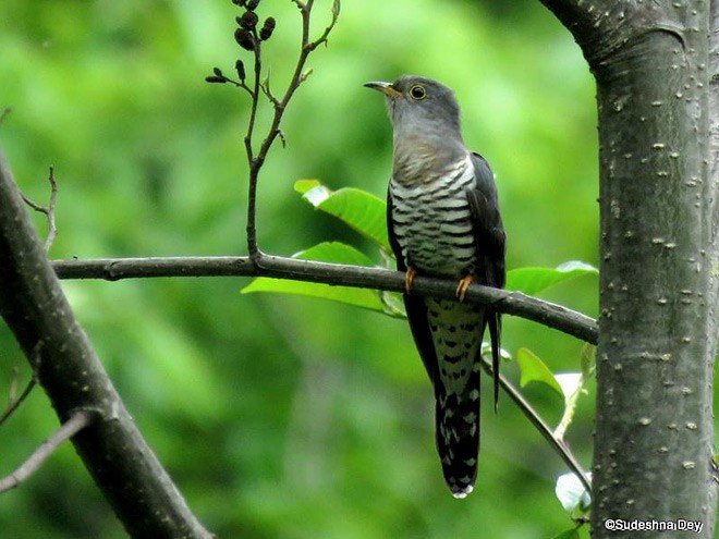 Lesser Cuckoo - Sudeshna Dey