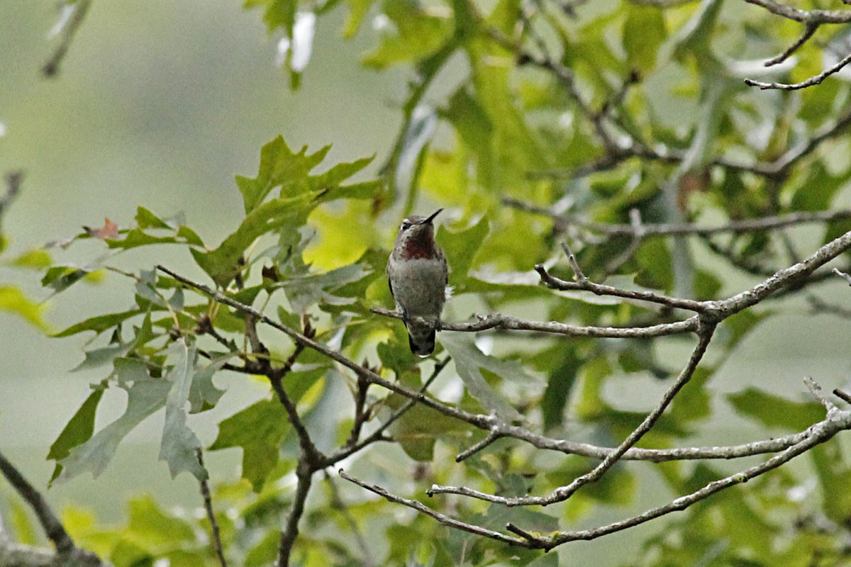 Anna's Hummingbird - ML378348011
