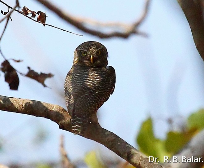Jungle Owlet - Dr. Raghavji Balar