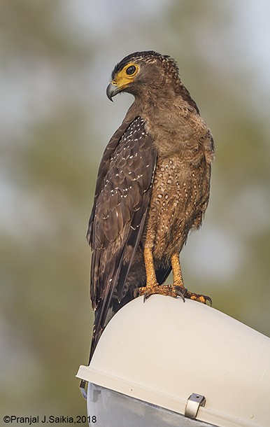 Crested Serpent-Eagle (Andaman) - ML378351571