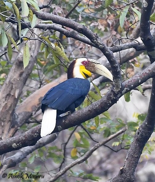Wreathed Hornbill - Ashok Mashru