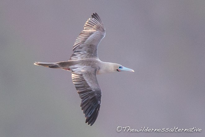 Red-footed Booby (Indopacific) - ML378355091