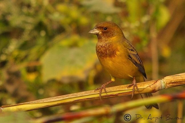 Red-headed Bunting - ML378355301
