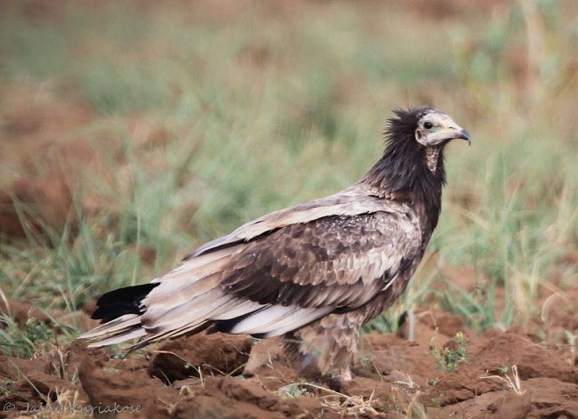 Egyptian Vulture - Jainy Kuriakose