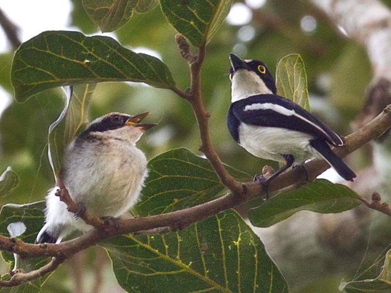 West African Batis - Lars Petersson | My World of Bird Photography