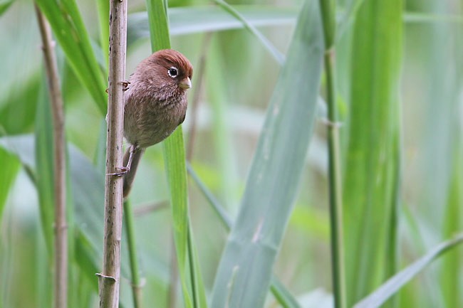 Spectacled Parrotbill - ML378357271