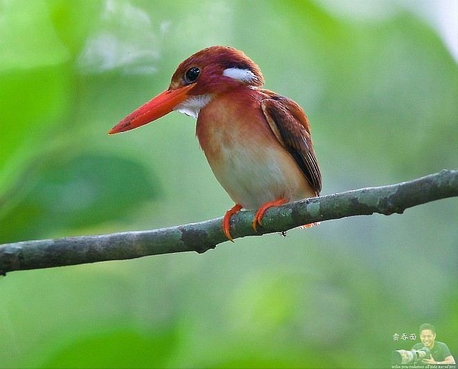 Philippine Dwarf-Kingfisher (Mindanao) - Wilson Dring