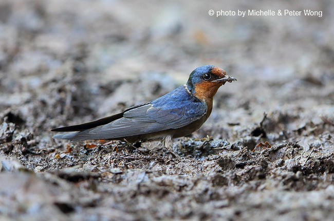 Pacific Swallow (Pacific) - Michelle & Peter Wong