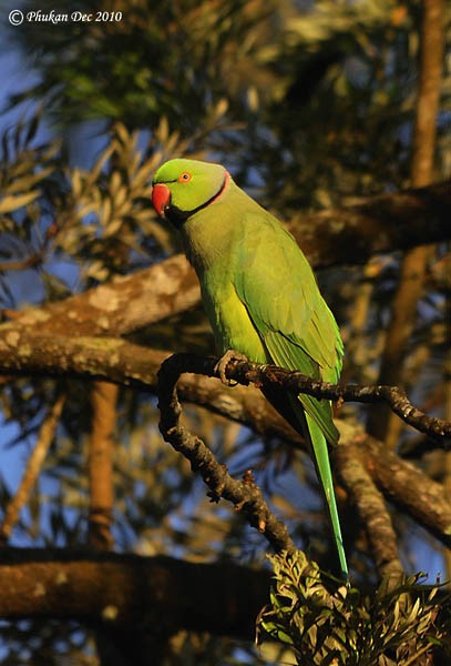 Rose-ringed Parakeet - Raj Phukan