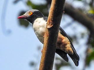 Adulto (Red-billed) - Mark Smiles - ML378366431