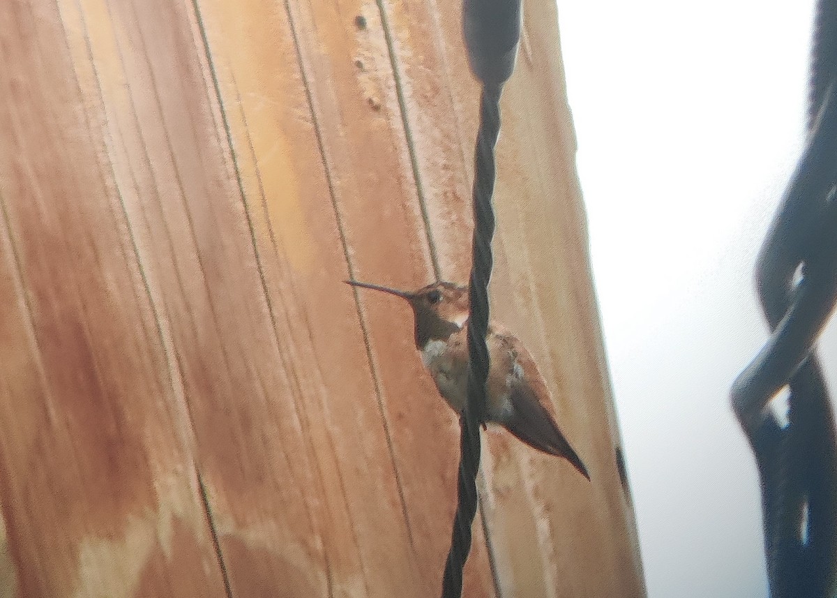 Rufous Hummingbird - ML378368821