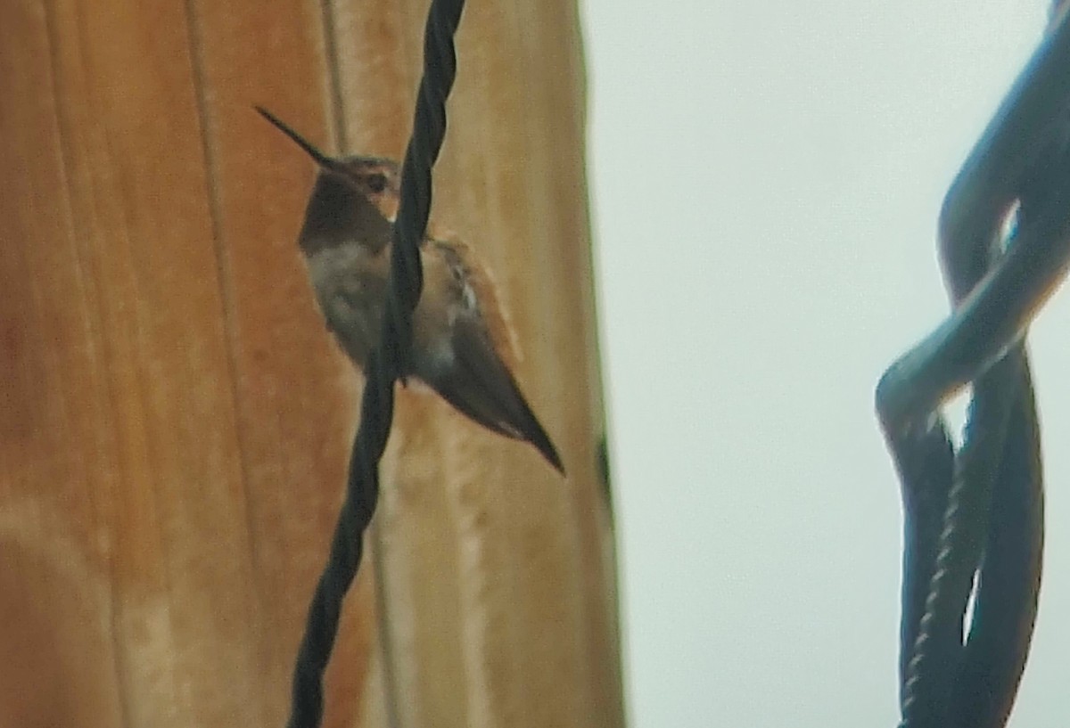 Rufous Hummingbird - ML378368841