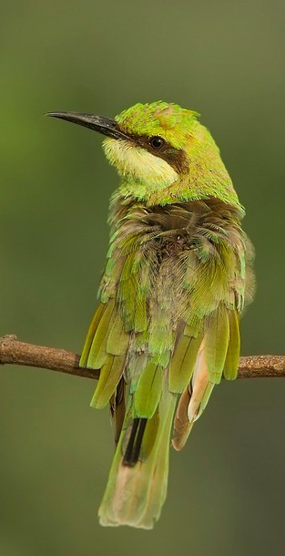 Asian Green Bee-eater - ML378369611