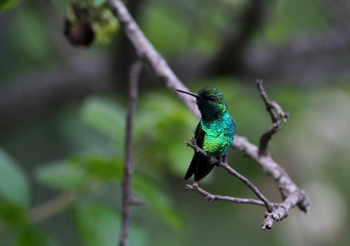 Blue-tailed Emerald - ML37837021