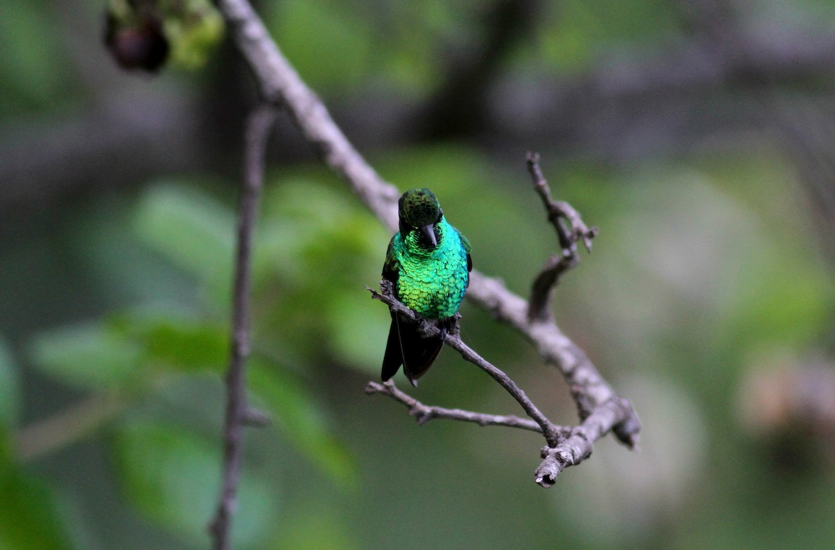Blue-tailed Emerald - ML37837071