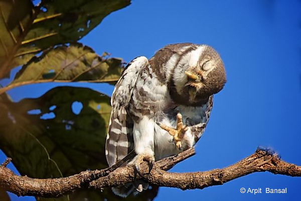 Forest Owlet - ML378370771