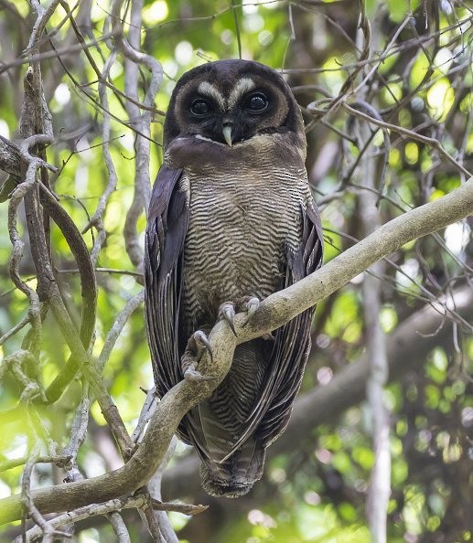 Brown Wood-Owl (Brown) - ML378371521