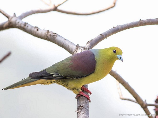 Wedge-tailed Green-Pigeon - ML378372821