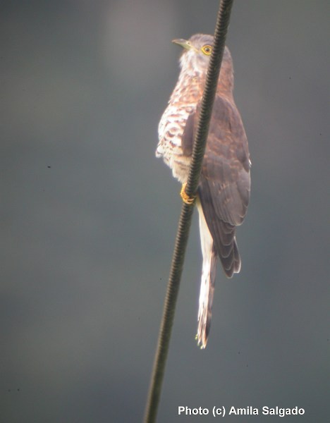 Common Hawk-Cuckoo - ML378373681