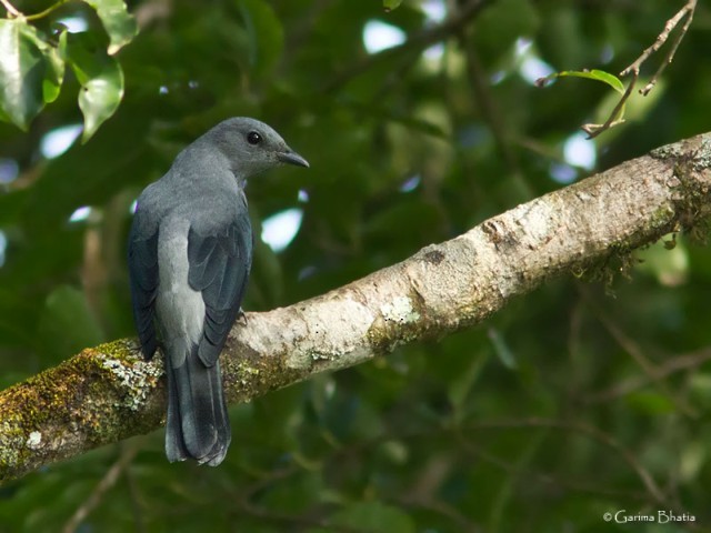 Black-winged Cuckooshrike - Garima Bhatia