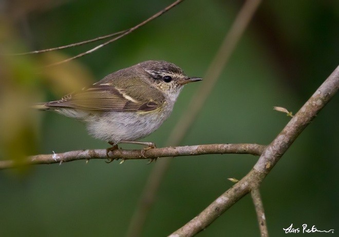 Yellow-browed Warbler - ML378382181