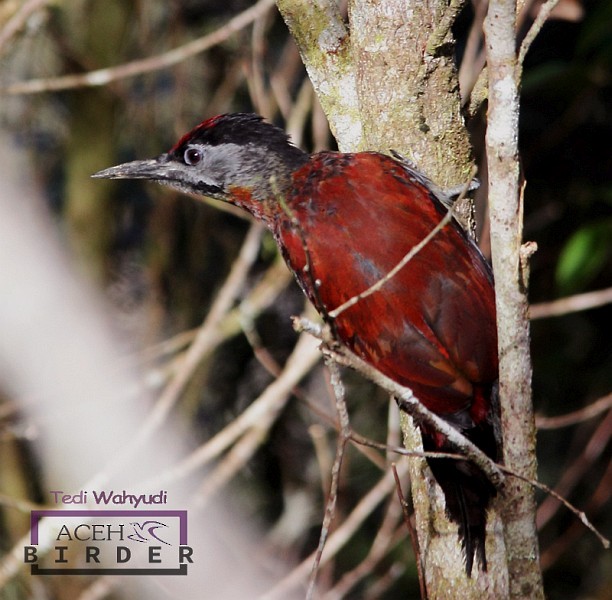 Gray-headed Woodpecker (Sumatran) - ML378382811