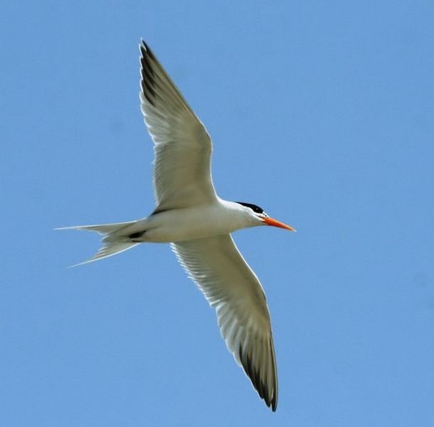 Lesser Crested Tern - ML378384401