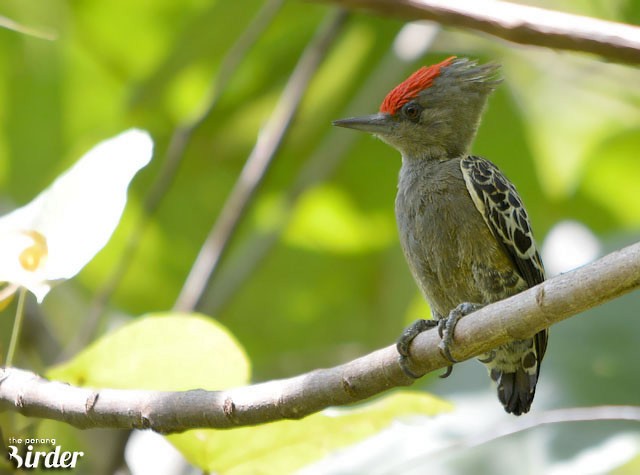 Gray-and-buff Woodpecker (Gray-and-buff) - ML378384541