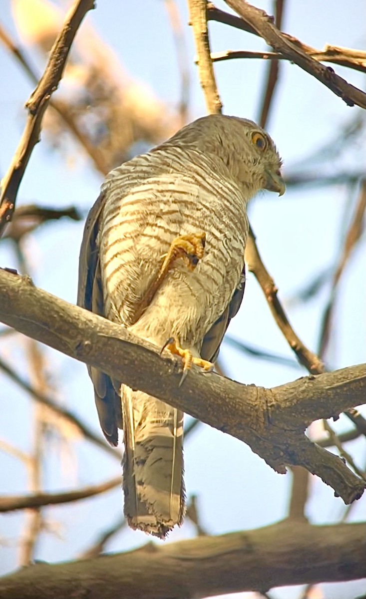 Madagascar Sparrowhawk - Hemroulle Jean-Bernard