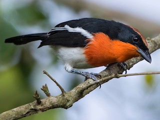  - Braun's Bushshrike