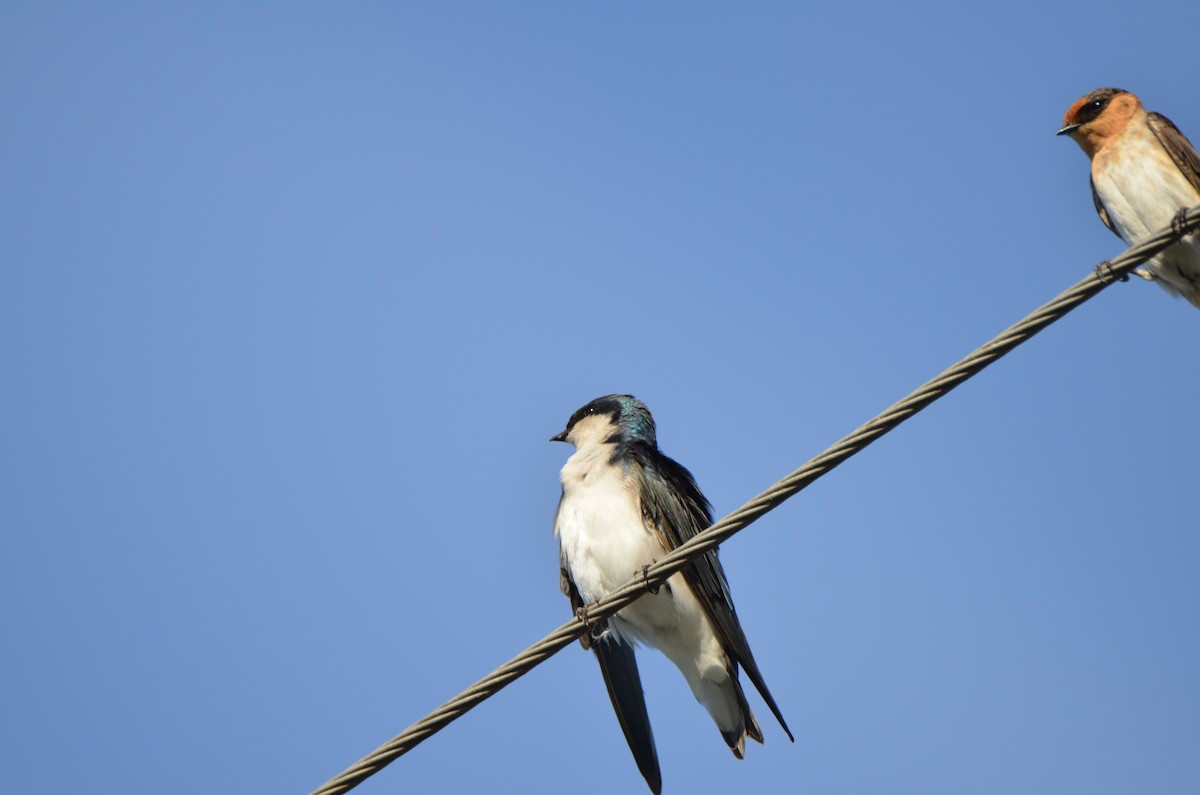 Tree Swallow - Jody Shugart