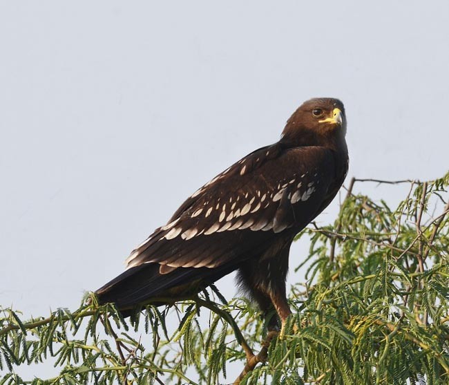 Greater Spotted Eagle - ML378394421