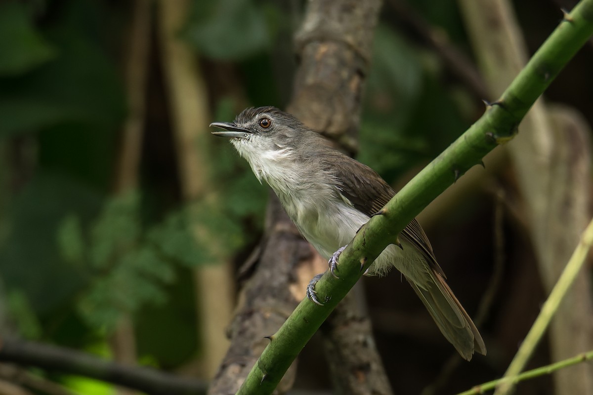 Sooty-capped Babbler - ML378396741