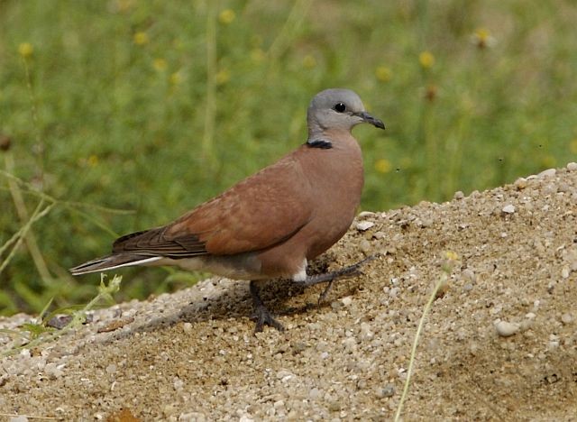 Red Collared-Dove - ML378396891