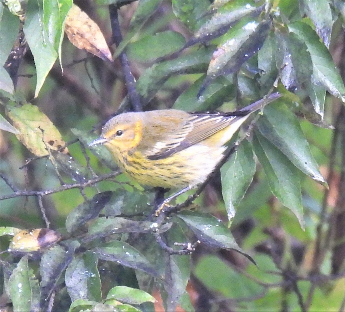 Cape May Warbler - ML378399631