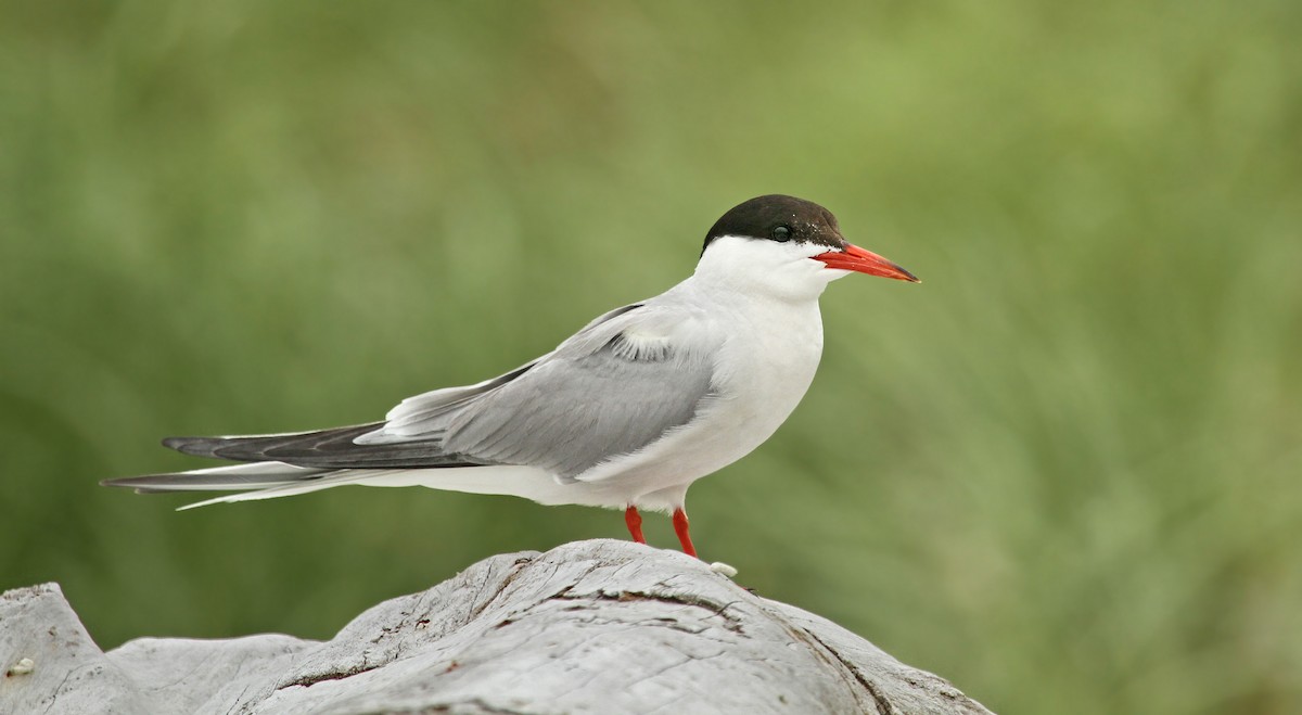 Common Tern - ML37839971