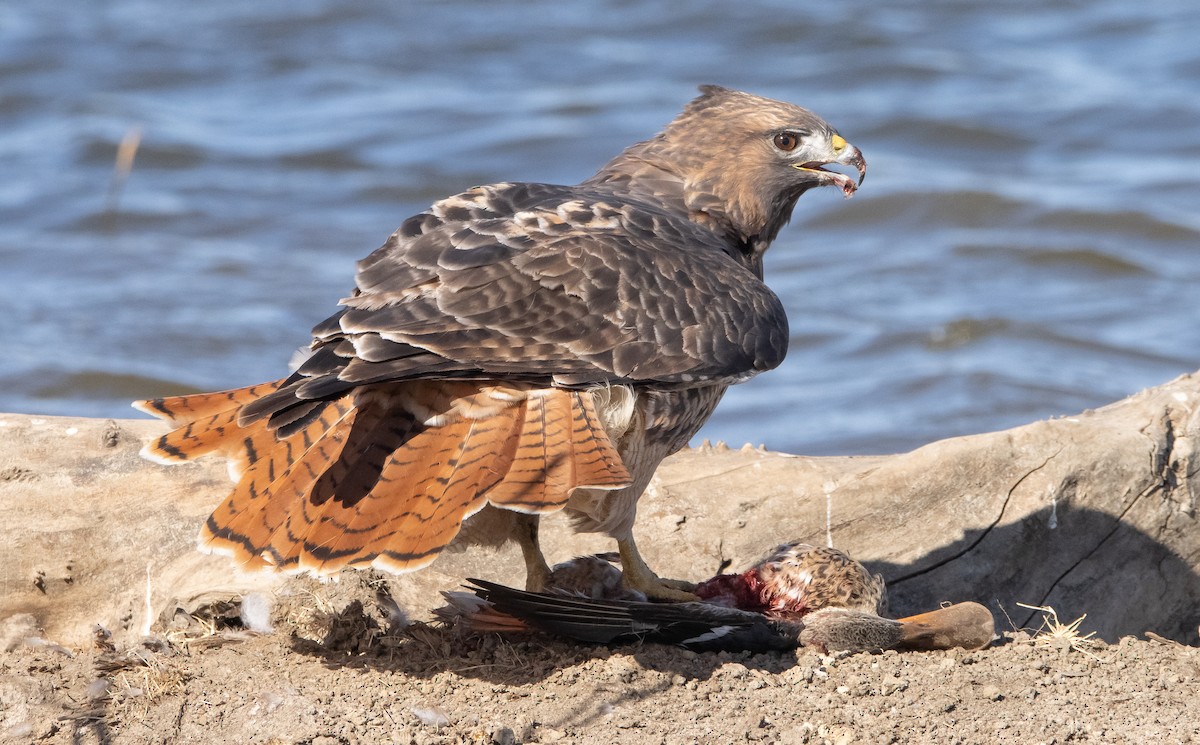 Red-tailed Hawk - Liam Huber