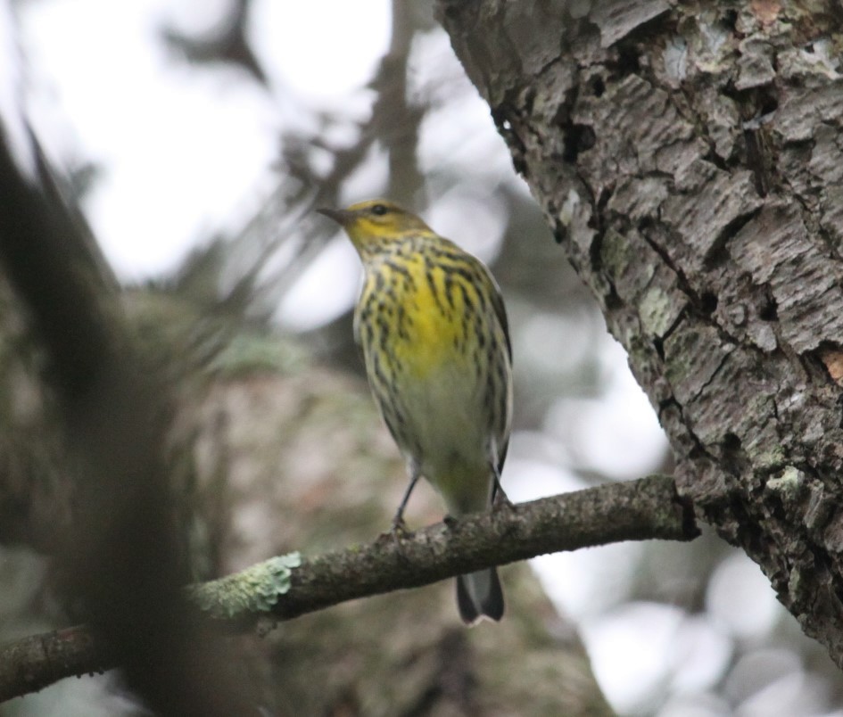 Cape May Warbler - ML378401041