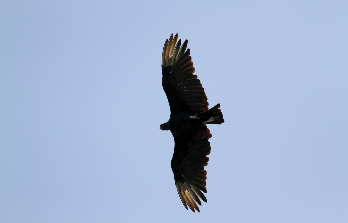 Black Vulture - ML37840241