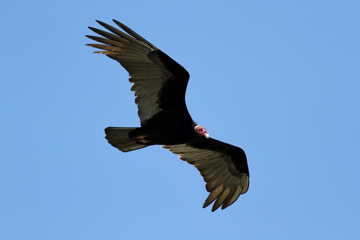 Turkey Vulture - ML37840271