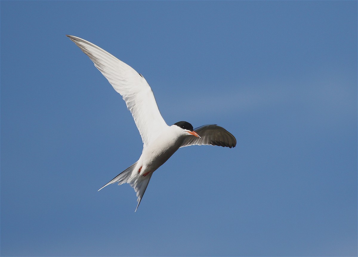 Common Tern - ML37840361