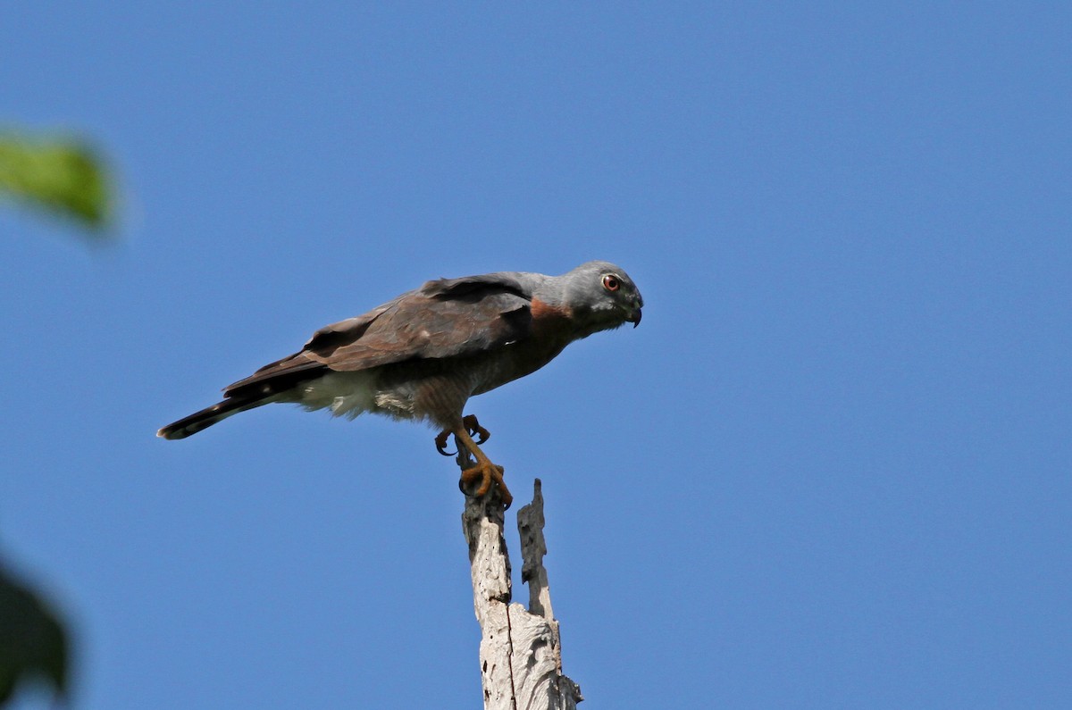 Double-toothed Kite - ML37840391
