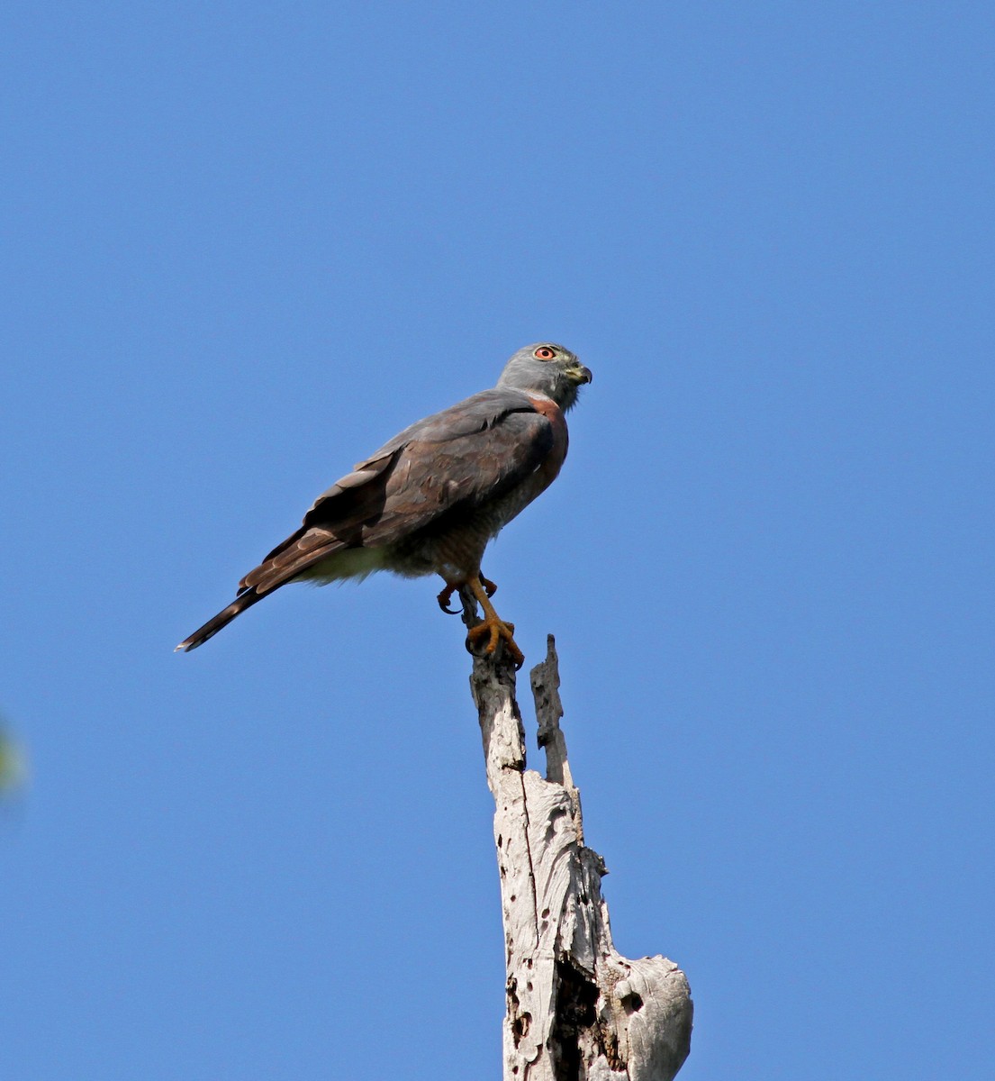 Double-toothed Kite - ML37840411