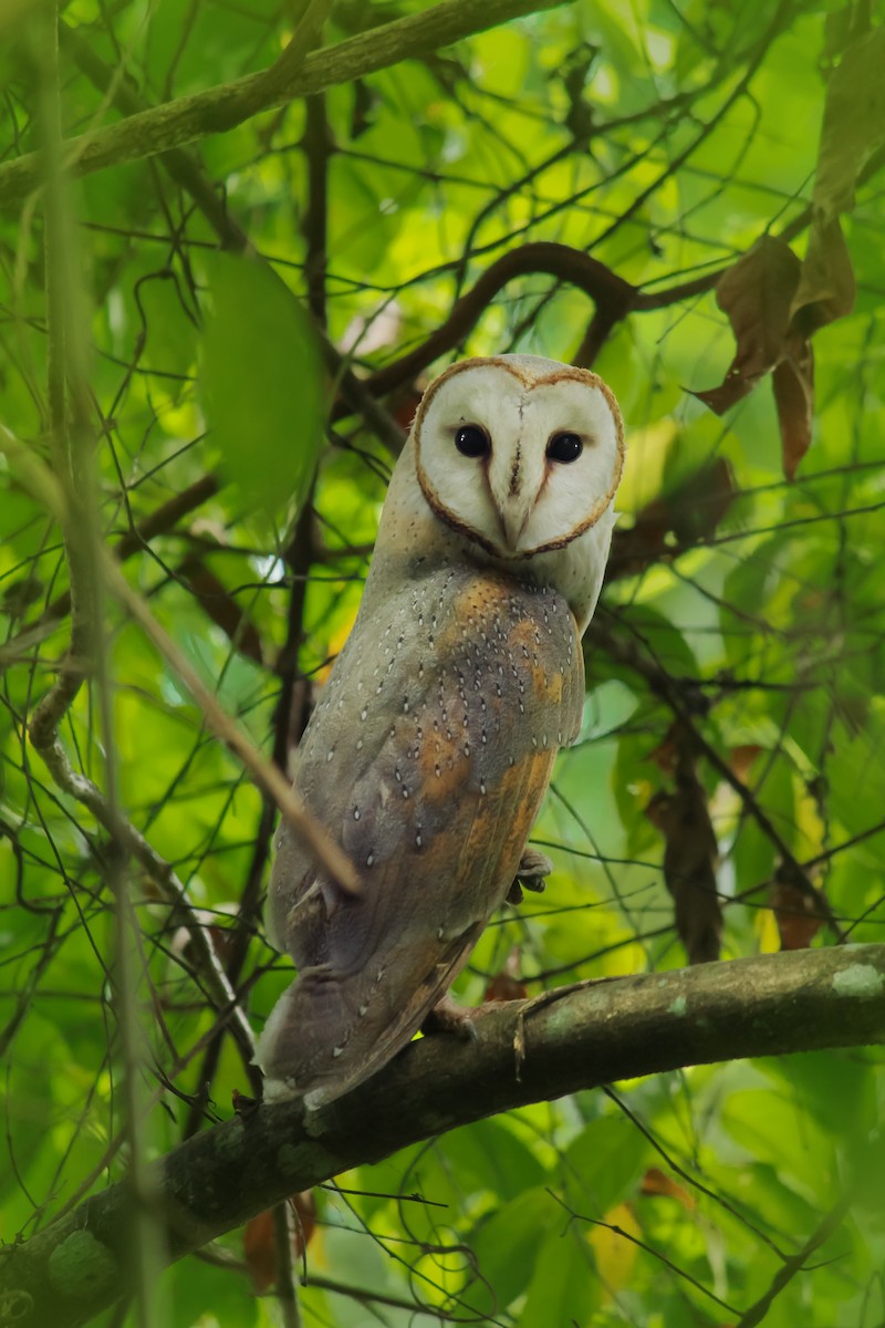 Barn Owl - Ambady Sasi