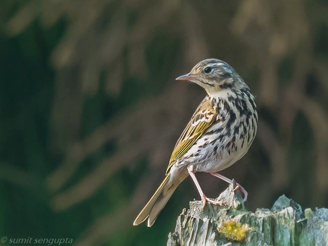 Olive-backed Pipit - ML378405971
