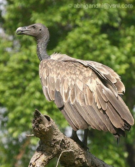 Slender-billed Vulture - ML378411341