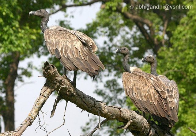 Slender-billed Vulture - Abhijit Gandhi