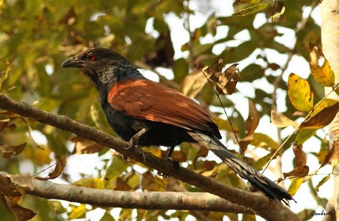 Greater Coucal (Southern) - ML378411651